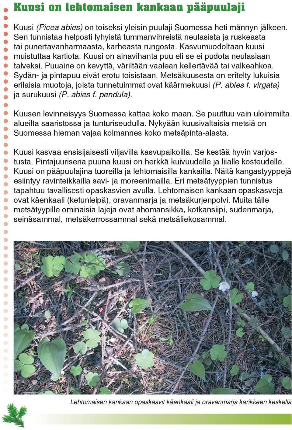 Kuusi on ainavihanta puu eli se ei pudota neulasiaan talveksi. Puuaine on kevyttä, väriltään vaalean kellertävää tai valkeahkoa. Sydän- ja pintapuu eivät erotu toisistaan.