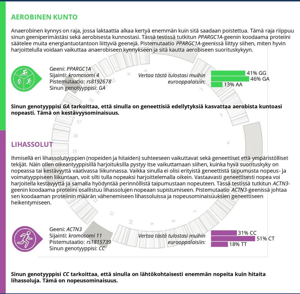 Pistemutaatio PPARGC1A-geenissä liittyy siihen, miten hyvin harjoittelulla voidaan vaikuttaa anaerobiseen kynnykseen ja sitä kautta aerobiseen suorituskykyyn.