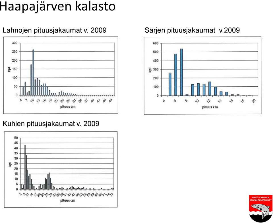 Kuva 3. Särjen pituusjakauma Haapajärven koekalastuksessa vuonna 2009.