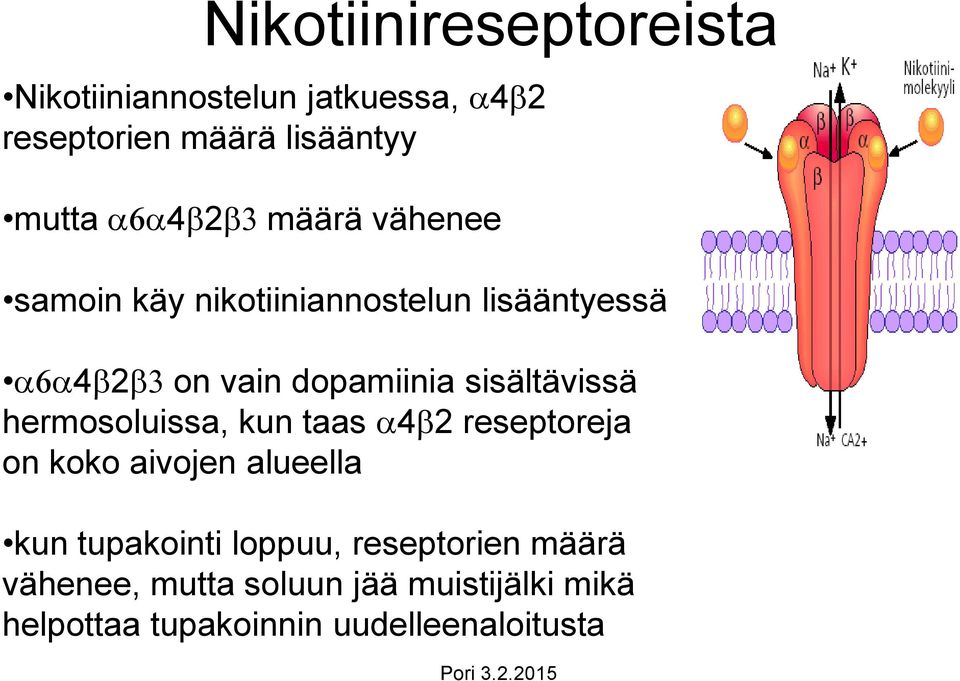 sisältävissä hermosoluissa, kun taas a4b2 reseptoreja on koko aivojen alueella kun tupakointi