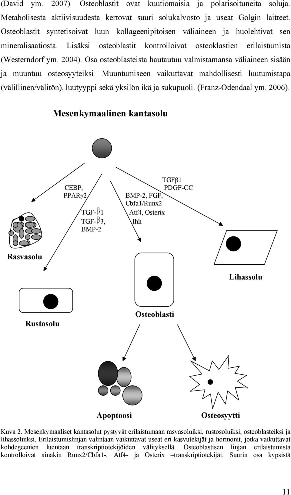 Osa osteoblasteista hautautuu valmistamansa väliaineen sisään ja muuntuu osteosyyteiksi.