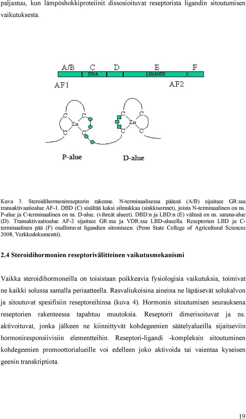 (vihreät alueet). DBD:n ja LBD:n (E) välissä on ns. sarana-alue (D). Transaktivaatioalue AF-2 sijaitsee GR:ssa ja VDR:ssa LBD-alueella.