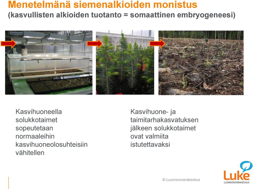 sopeutetaan normaaleihin kasvihuoneolosuhteisiin vähitellen