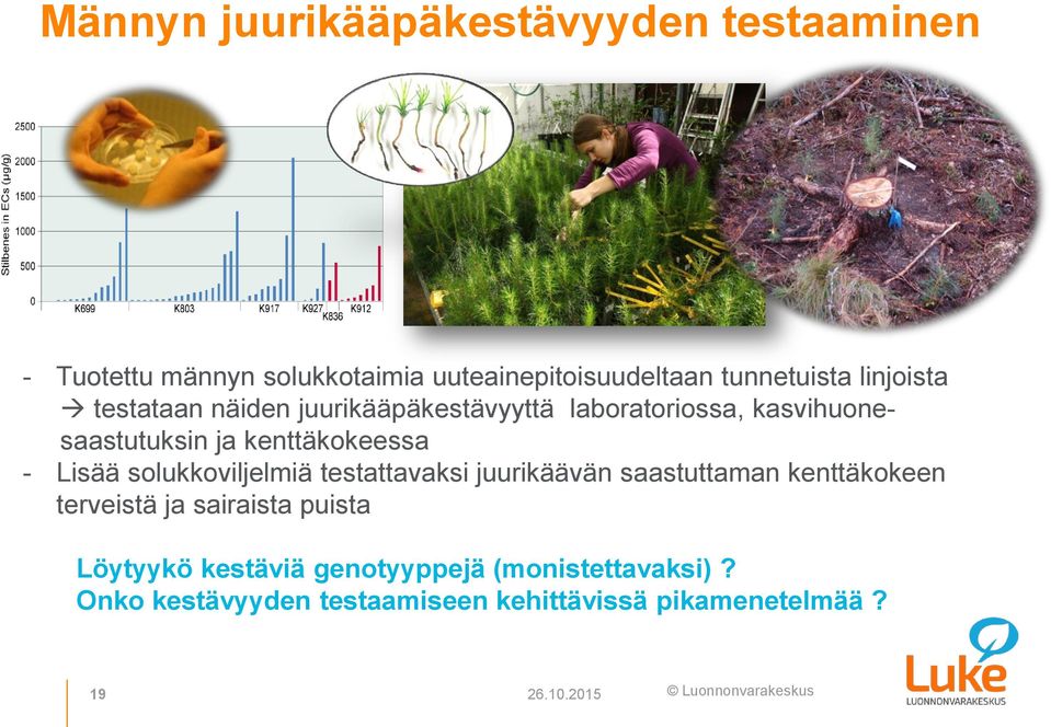 Lisää solukkoviljelmiä testattavaksi juurikäävän saastuttaman kenttäkokeen terveistä ja sairaista puista