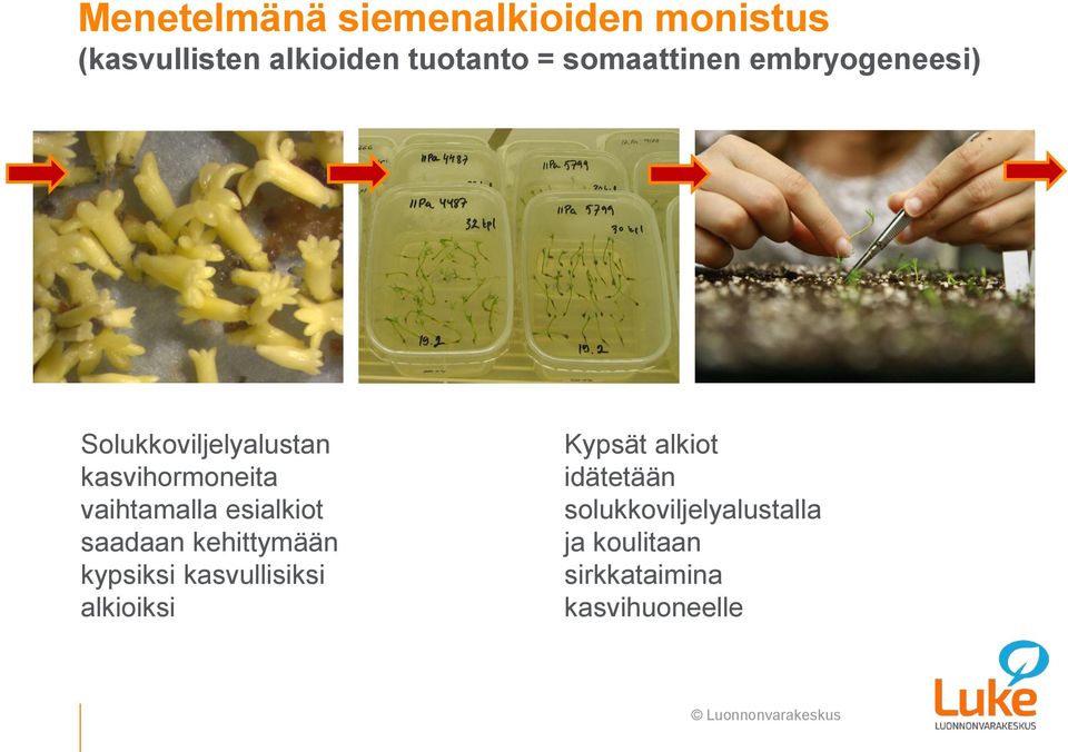 vaihtamalla esialkiot saadaan kehittymään kypsiksi kasvullisiksi alkioiksi