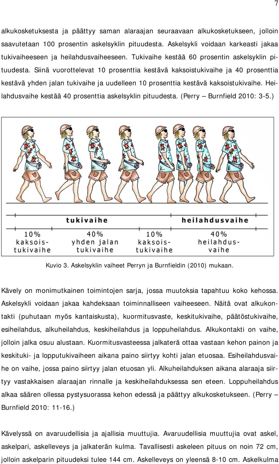 Siinä vuorottelevat 10 prosenttia kestävä kaksoistukivaihe ja 40 prosenttia kestävä yhden jalan tukivaihe ja uudelleen 10 prosenttia kestävä kaksoistukivaihe.