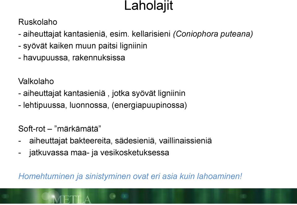 Valkolaho - aiheuttajat kantasieniä, jotka syövät ligniinin - lehtipuussa, luonnossa, (energiapuupinossa)