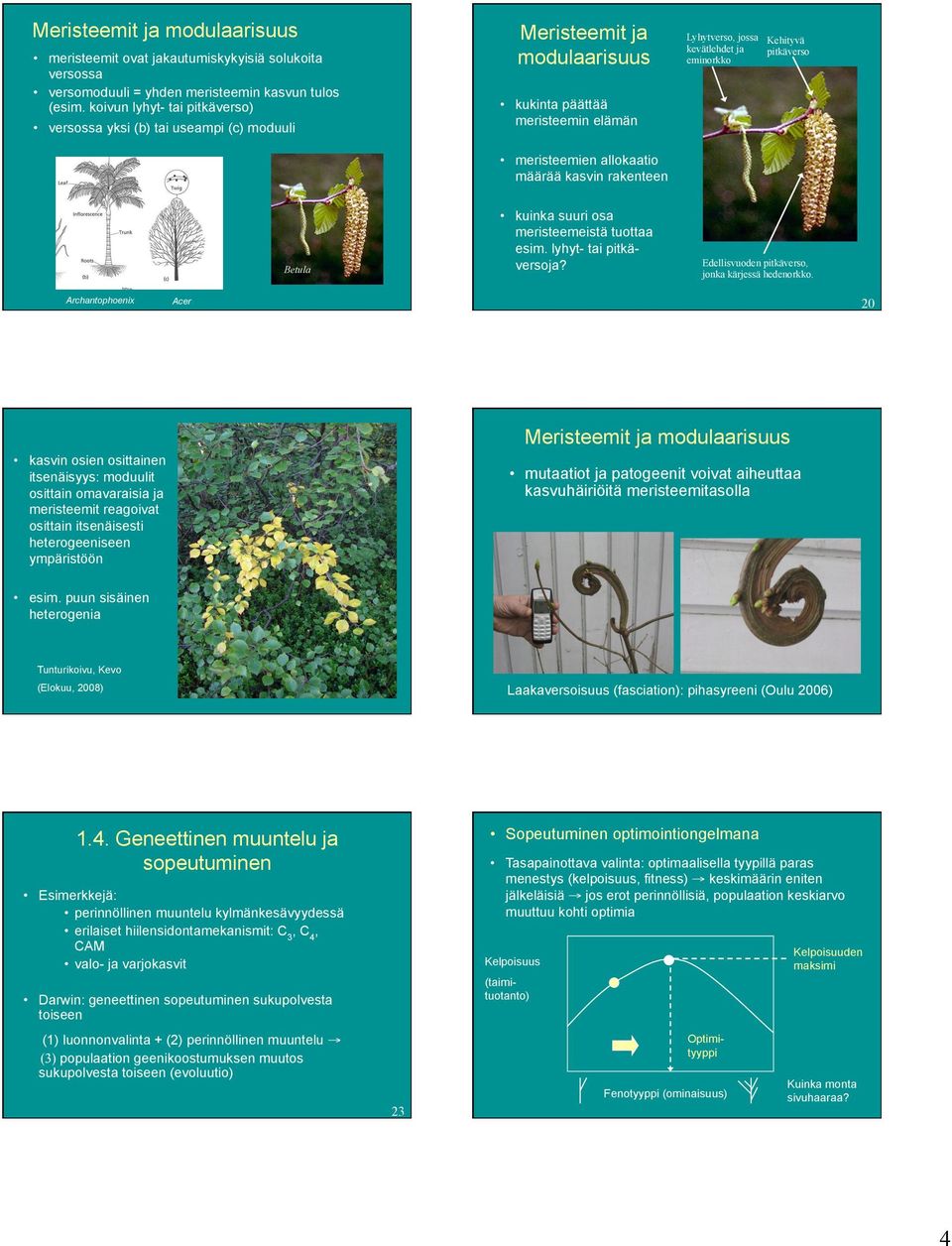 määrää kasvin rakenteen kuinka suuri osa meristeemeistä tuottaa esim. lyhyt- tai pitkäversoja? Betula Archantophoenix Edellisvuoden pitkäverso, jonka kärjessä hedenorkko.