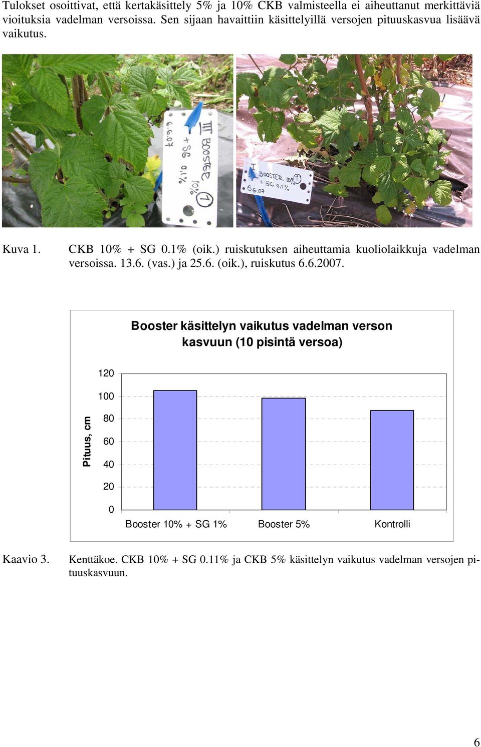 ) ruiskutuksen aiheuttamia kuoliolaikkuja vadelman versoissa. 13.6. (vas.) ja 25.6. (oik.), ruiskutus 6.6.27.