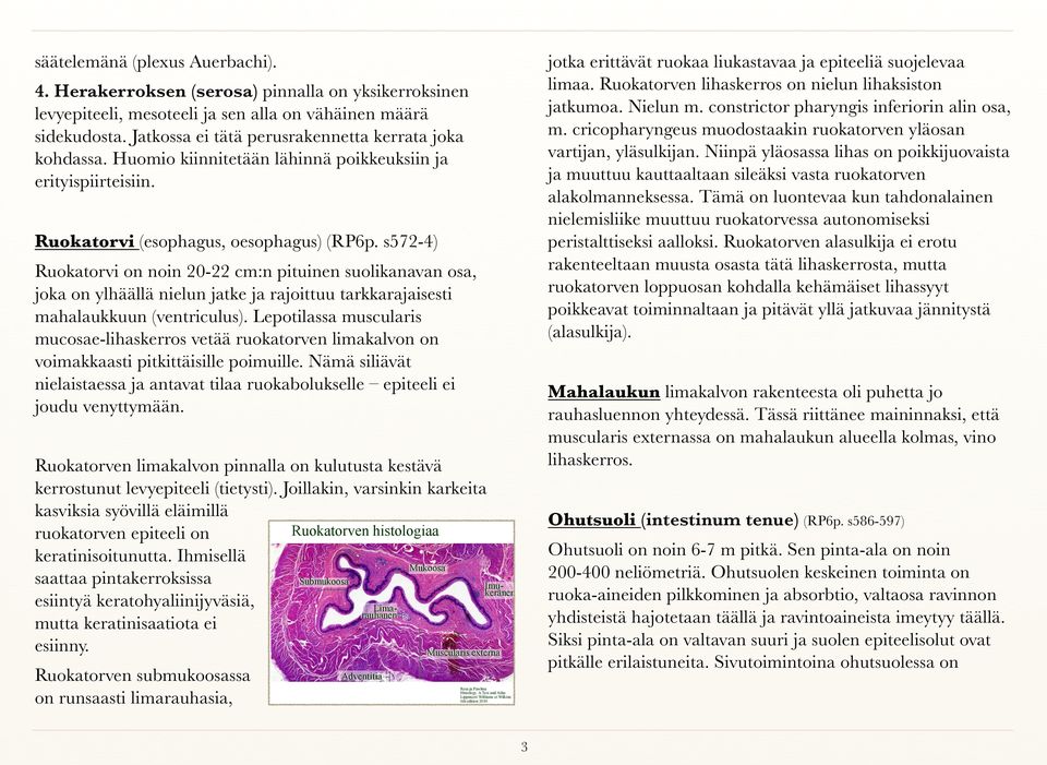 s572-4) Ruokatorvi on noin 20-22 cm:n pituinen suolikanavan osa, joka on ylhäällä nielun jatke ja rajoittuu tarkkarajaisesti mahalaukkuun (ventriculus).