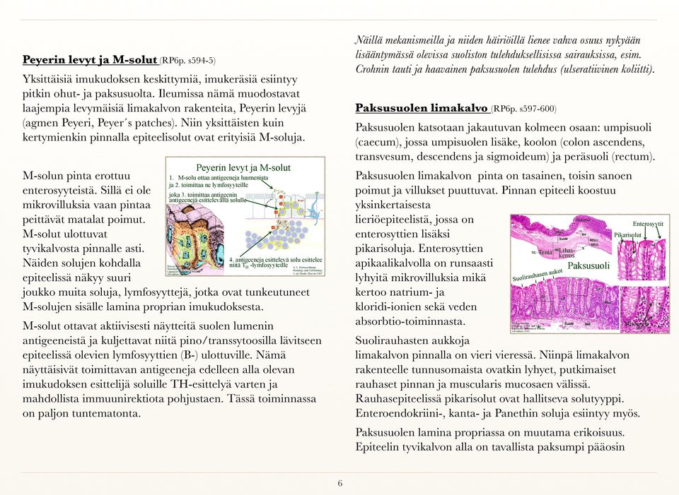 Ileumissa nämä muodostavat laajempia levymäisiä limakalvon rakenteita, Peyerin levyjä (agmen Peyeri, Peyer s patches).