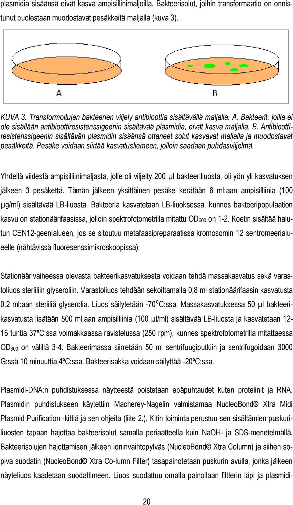 Pesäke voidaan siirtää kasvatusliemeen, jolloin saadaan puhdasviljelmä. Yhdellä viidestä ampisilliinimaljasta, jolle oli viljelty 200 µl bakteeriliuosta, oli yön yli kasvatuksen jälkeen 3 pesäkettä.