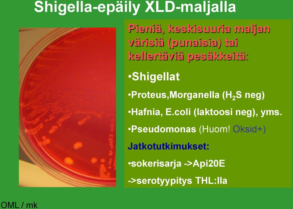 Proteus,Morganella (H 2 S neg) Hafnia, E.coli (laktoosi neg), yms.