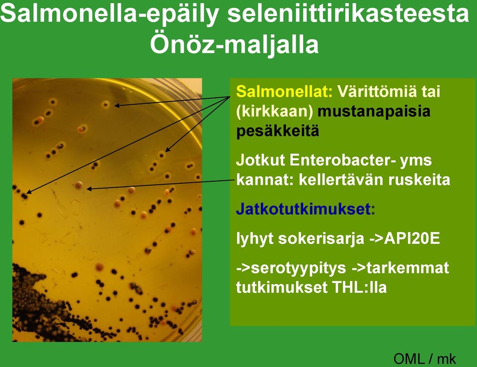 Jotkut Enterobacter- yms kannat: kellertävän ruskeita