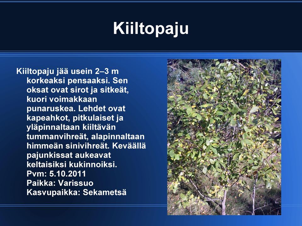 Lehdet ovat kapeahkot, pitkulaiset ja yläpinnaltaan kiiltävän