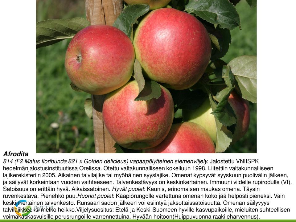 Talvenkestävyys on keskinkertainen. Immuuni viidelle rupirodulle (Vf). Satoisuus on erittäin hyvä. Aikaissatoinen. Hyvät puolet: Kaunis, erinomaisen maukas omena. Täysin ruvenkestävä. Pienehkö puu.
