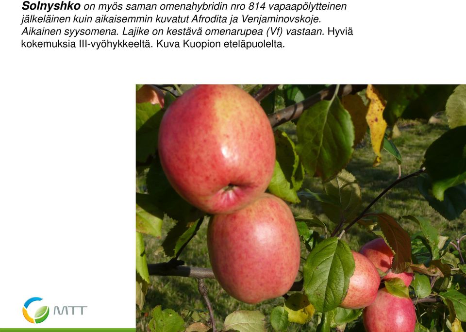 Lajike on kestävä omenarupea (Vf) vastaan. Hyviä kokemuksia III-vyöhykkeeltä.