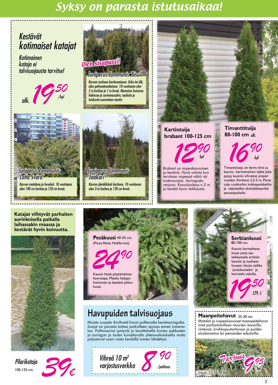 Juniperus Communis Lotta Svärd Kasvan matalana ja leveänä. 10-vuotiaana olen 100 cm korkea ja 120 cm leveä. Juniperus Communis Jääkäri Kasvan jämäkkänä kartiona.