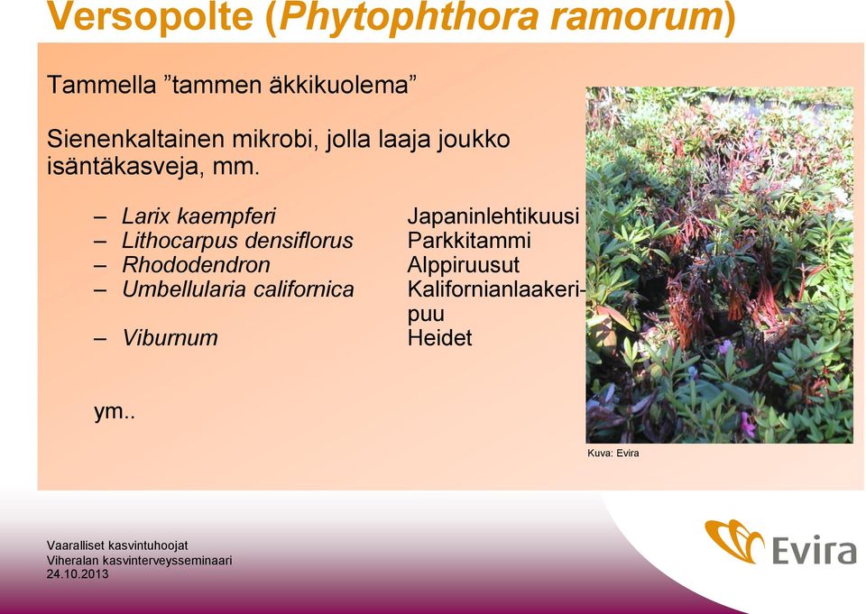 Larix kaempferi Japaninlehtikuusi Lithocarpus densiflorus Parkkitammi Rhododendron