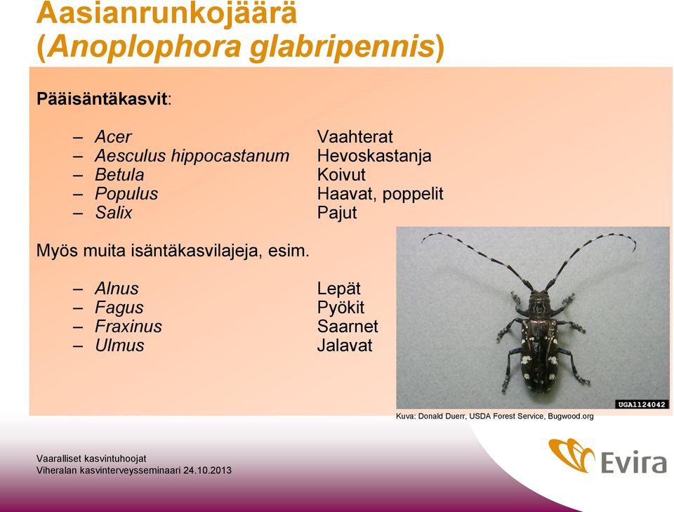 Salix Pajut Myös muita isäntäkasvilajeja, esim.