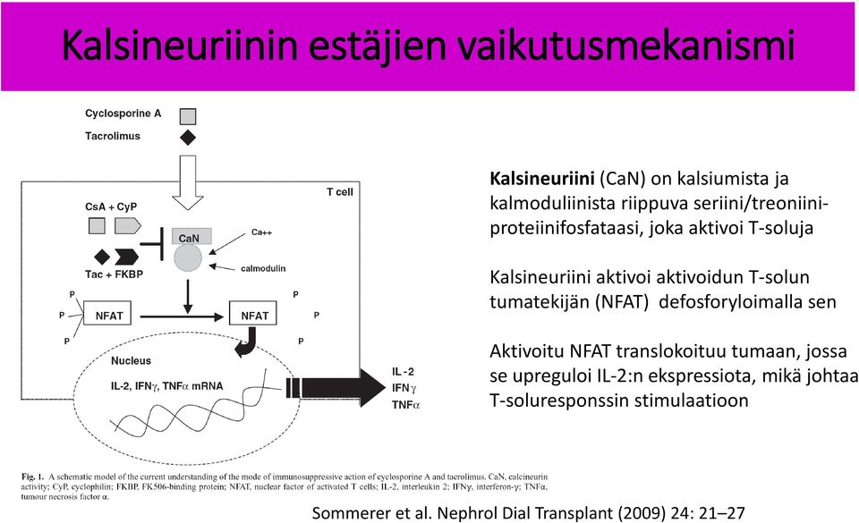 tumatekijän (FAT) defosforyloimalla sen Aktivoitu FAT translokoituu tumaan, jossa se upreguloi IL-2:n