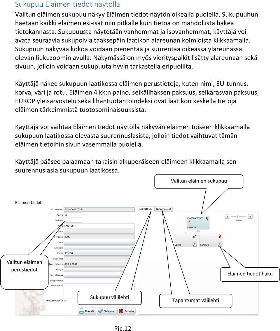 Sukupuusta näytetään vanhemmat ja isovanhemmat, käyttäjä voi avata seuraavia sukupolvia taaksepäin laatikon alareunan kolmioista klikkaamalla.