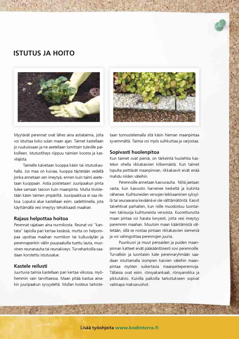 Jos maa on kuivaa, kuoppa täytetään vedellä jonka annetaan sen imeytyä, ennen kuin taimi asetetaan kuoppaan. Astia poistetaan! Juuripaakun pinta tulee samaan tasoon kuin maanpinta.