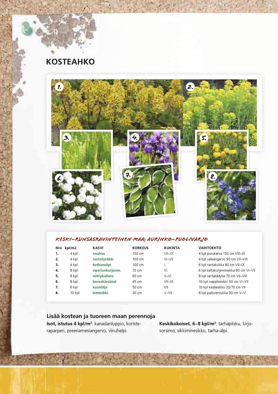 8 kpl niittykullero 60 cm V VI 8 kpl rantatädyke 70 cm VII VIII 6. 8 kpl koreakärsämö 45 cm VII IX 10 kpl nappileinikki 50 cm VI VII 7. 6 kpl kuunlilja 50 cm VII 10 kpl kesäesikko 20/70 cm VII 8.