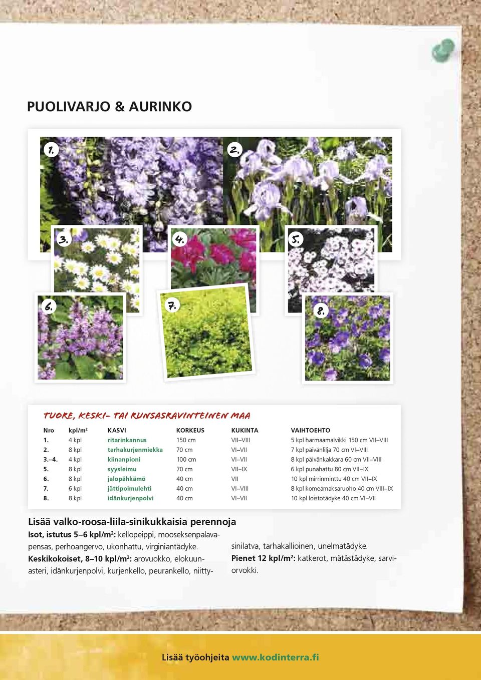 4 kpl kiinanpioni 100 cm VI VII 8 kpl päivänkakkara 60 cm VII VIII 5. 8 kpl syysleimu 70 cm VII IX 6 kpl punahattu 80 cm VII IX 6. 8 kpl jalopähkämö 40 cm VII 10 kpl mirrinminttu 40 cm VII IX 7.