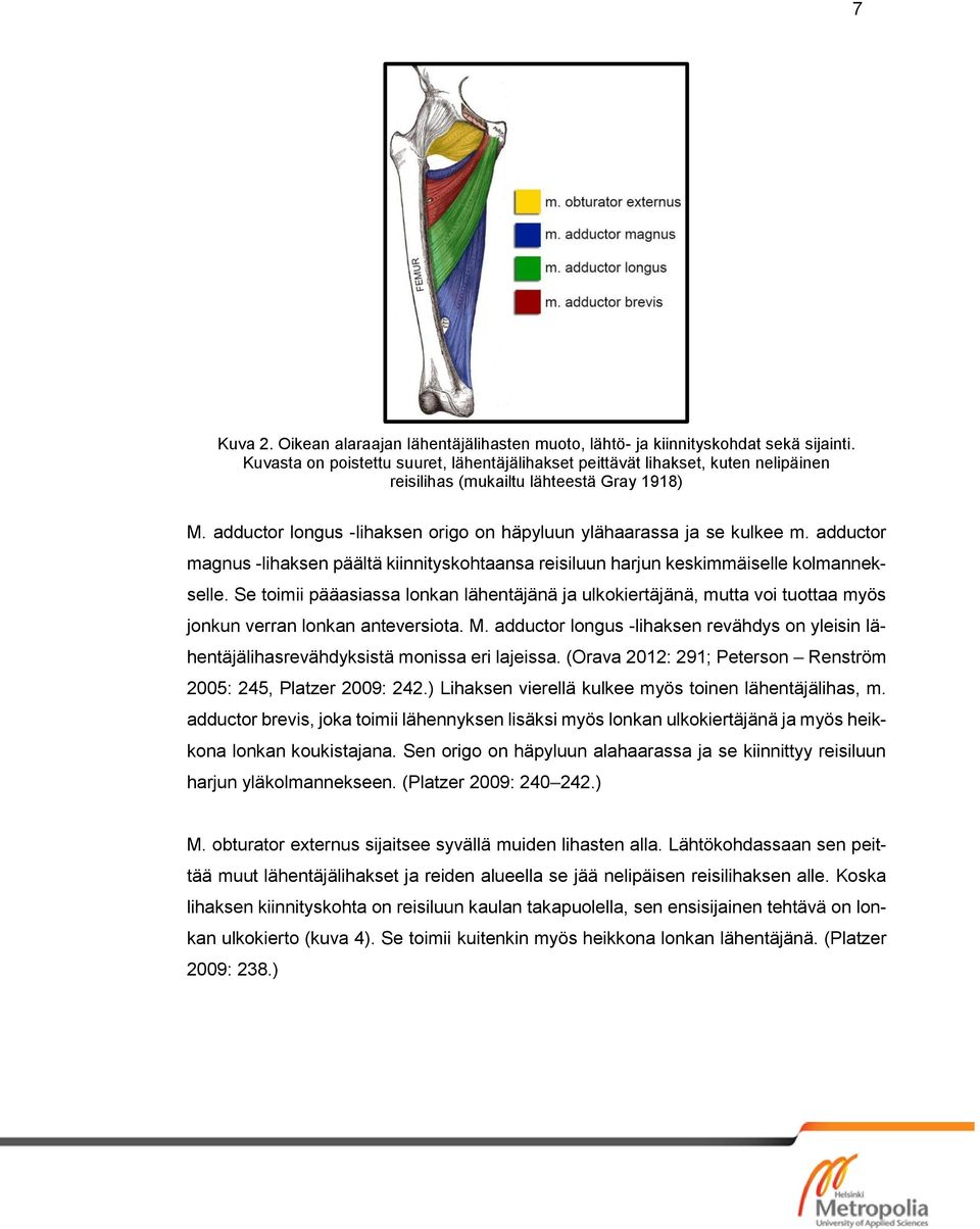 adductor magnus -lihaksen päältä kiinnityskohtaansa reisiluun harjun keskimmäiselle kolmannekselle.