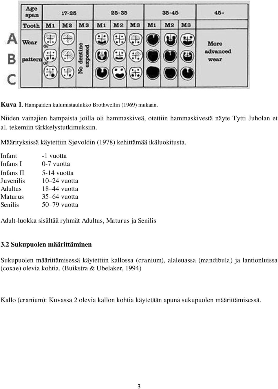 Infant Infans I Infans II Juvenilis Adultus Maturus Senilis -1 vuotta 0-7 vuotta 5-14 vuotta 10 24 vuotta 18 44 vuotta 35 64 vuotta 50 79 vuotta Adult-luokka sisältää ryhmät Adultus,