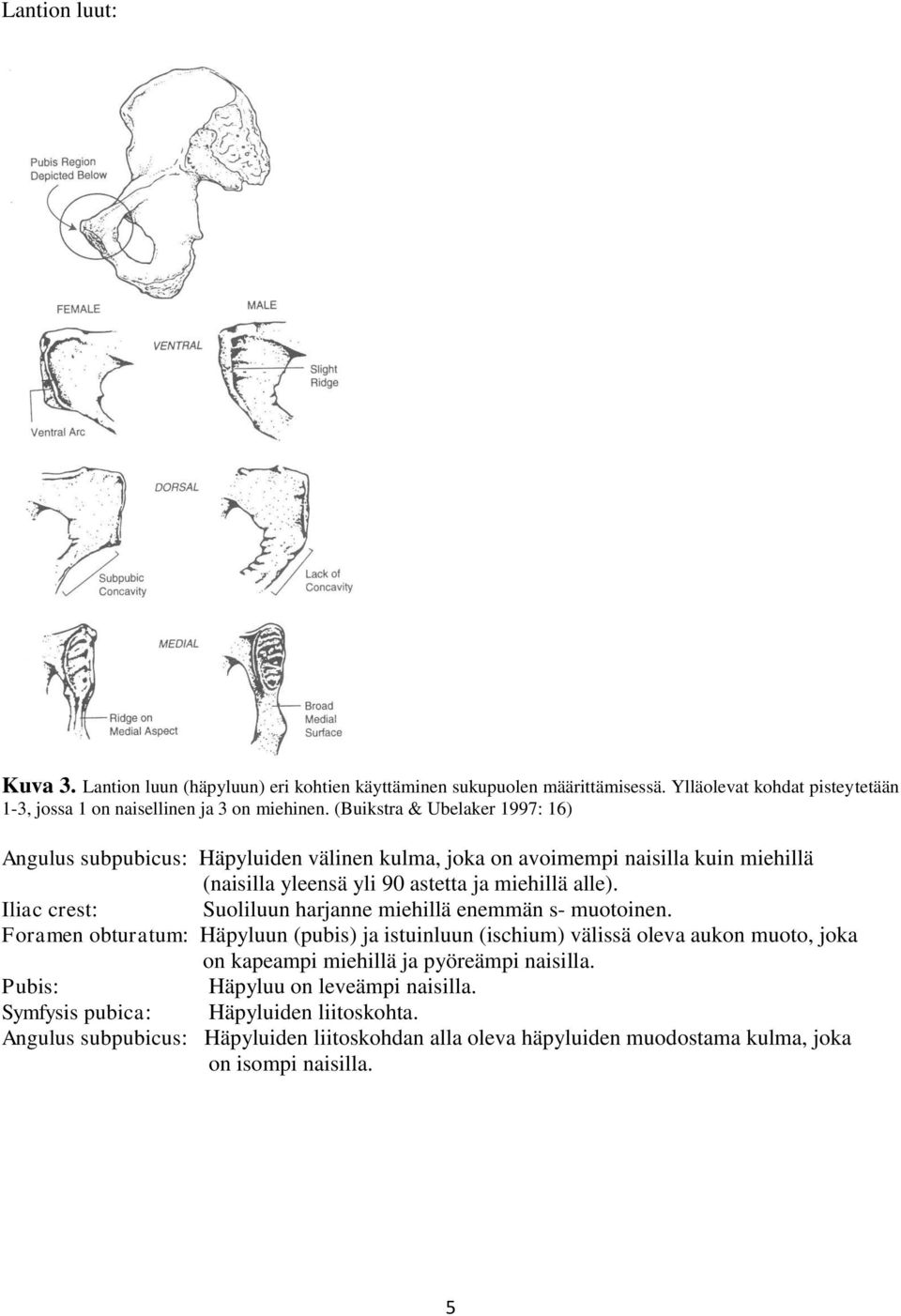 Iliac crest: Suoliluun harjanne miehillä enemmän s- muotoinen.