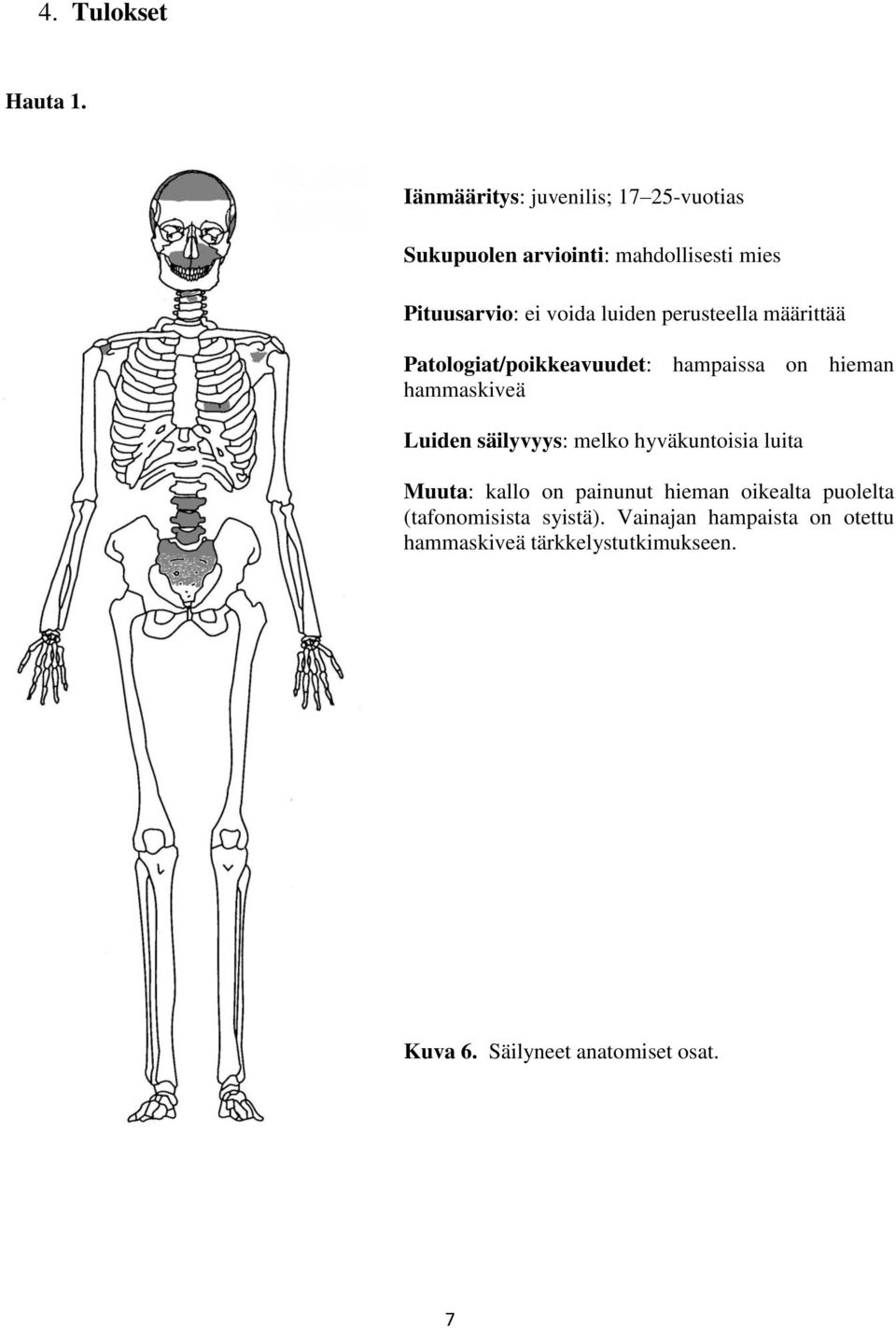 luiden perusteella määrittää Patologiat/poikkeavuudet: hampaissa on hieman hammaskiveä Luiden säilyvyys: