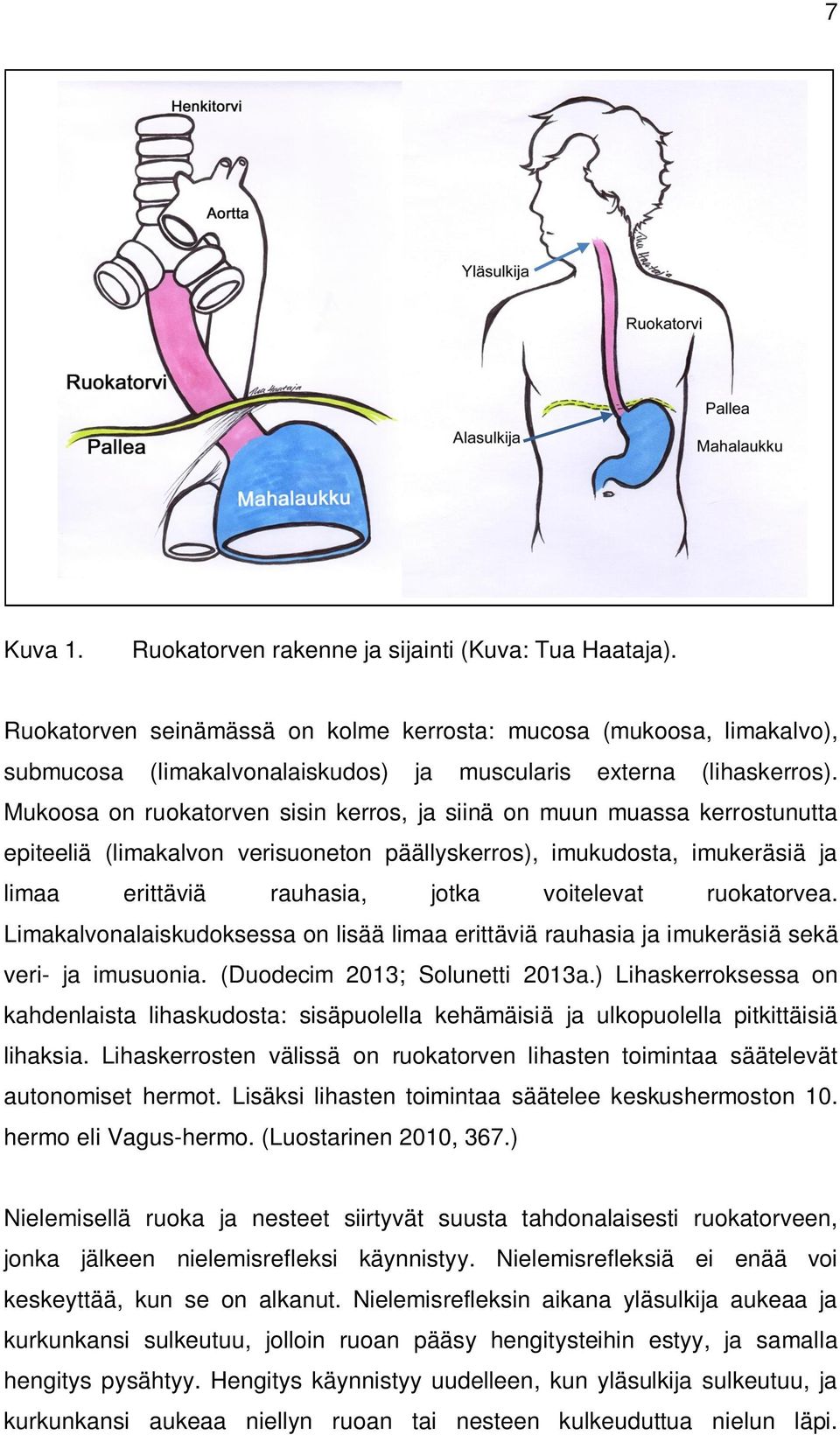 Mukoosa on ruokatorven sisin kerros, ja siinä on muun muassa kerrostunutta epiteeliä (limakalvon verisuoneton päällyskerros), imukudosta, imukeräsiä ja limaa erittäviä rauhasia, jotka voitelevat