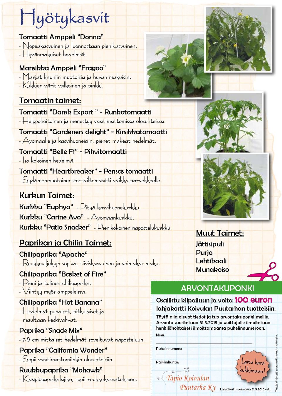 Tomaatti Gardeners delight - Kirsikkatomaatti - Avomaalle ja kasvihuoneisiin, pienet makeat hedelmät. Tomaatti Belle F1 - Pihvitomaatti - Iso kokoinen hedelmä.