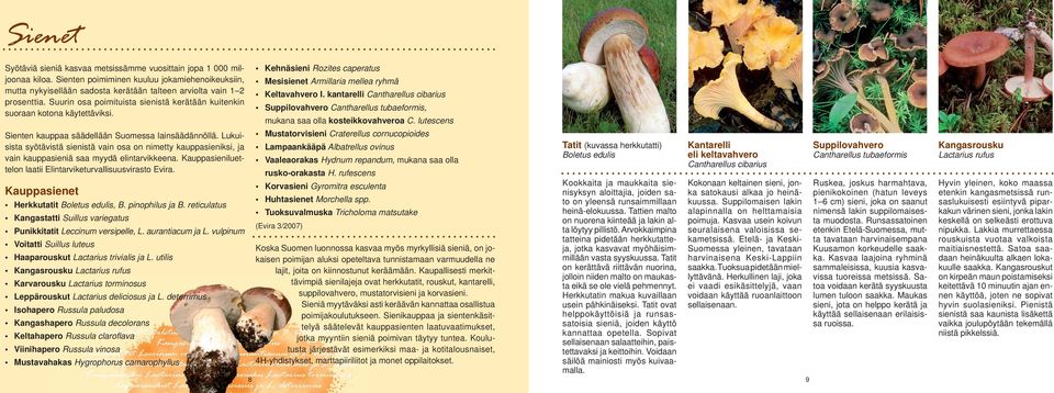 Suurin osa poimituista sienistä kerätään kuitenkin suoraan kotona käytettäviksi. Kehnäsieni Rozites caperatus Mesisienet Armillaria mellea ryhmä Keltavahvero I.