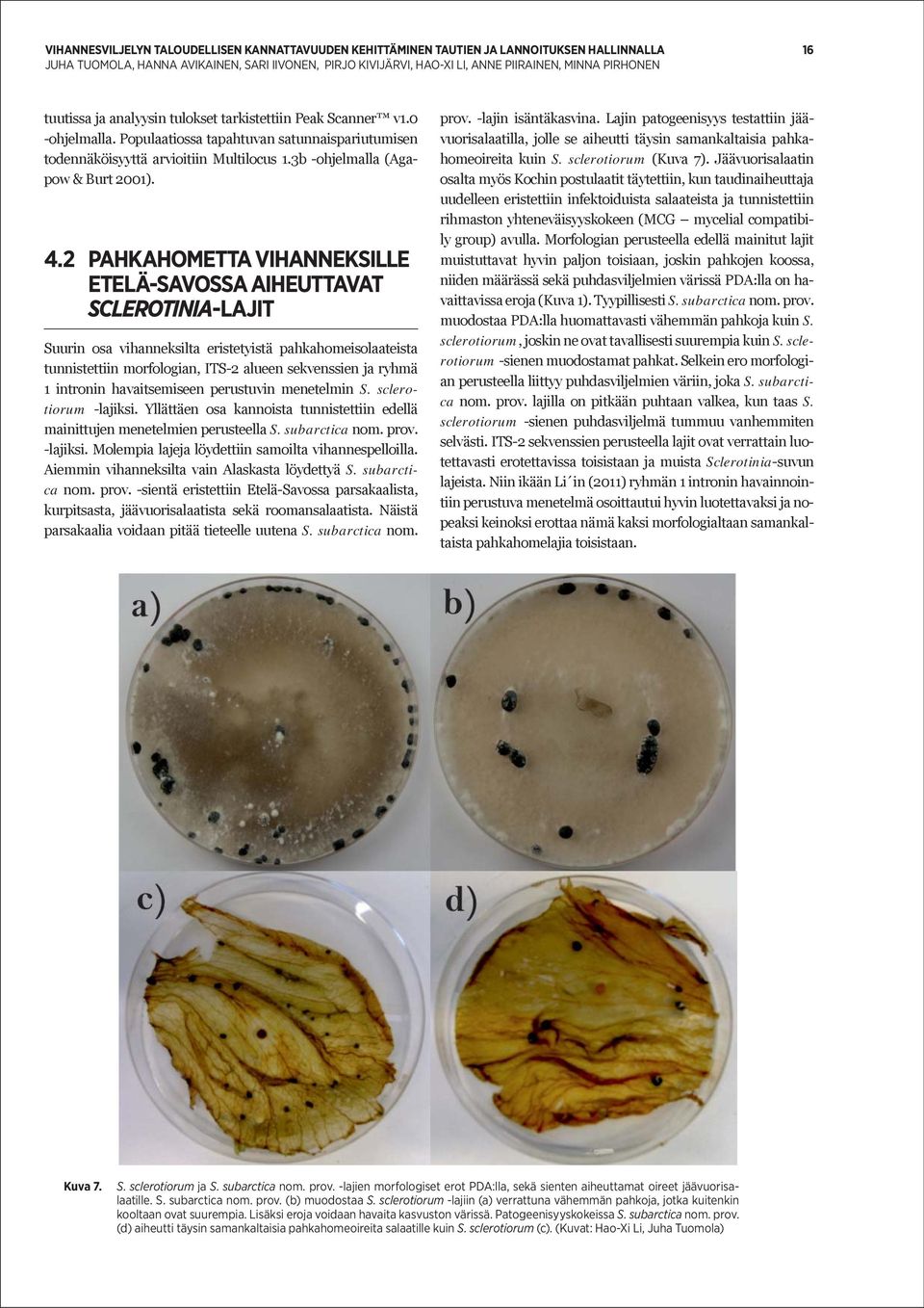 2 PAHKAHOMETTA VIHANNEKSILLE ETELÄ-SAVOSSA AIHEUTTAVAT SCLEROTINIA-LAJIT Suurin osa vihanneksilta eristetyistä pahkahomeisolaateista tunnistettiin morfologian, ITS-2 alueen sekvenssien ja ryhmä 1