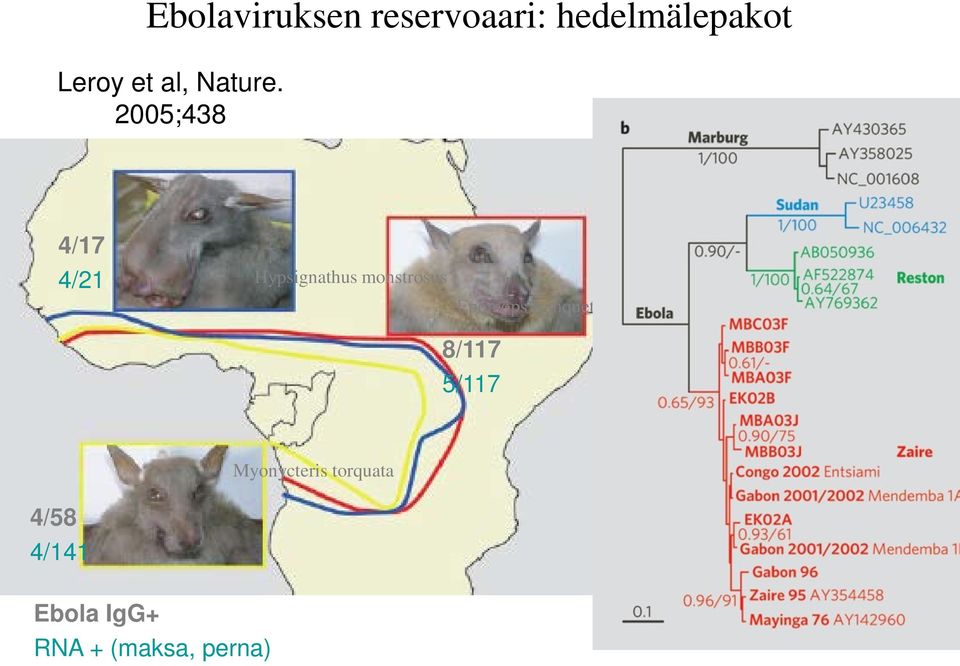 2005;438 4/17 4/21 Hypsignathus monstrosus