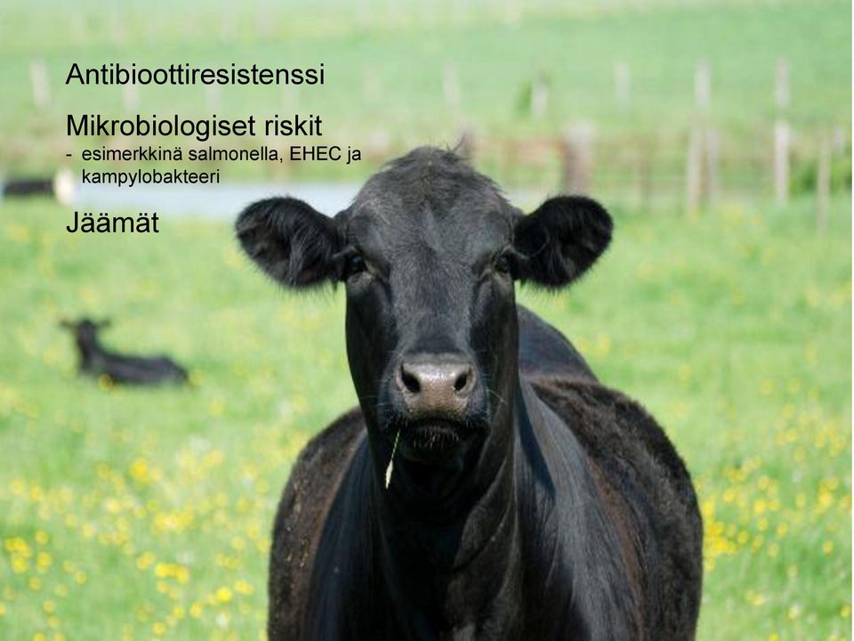 esimerkkinä salmonella,