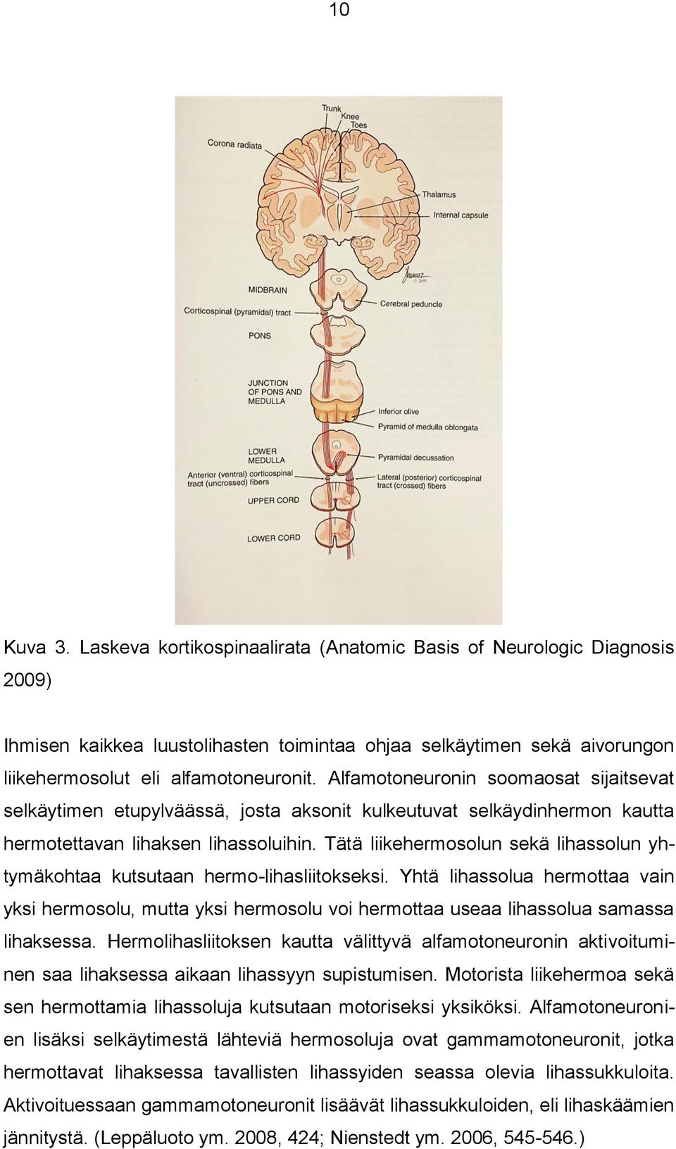 Tätä liikehermosolun sekä lihassolun yhtymäkohtaa kutsutaan hermo-lihasliitokseksi.