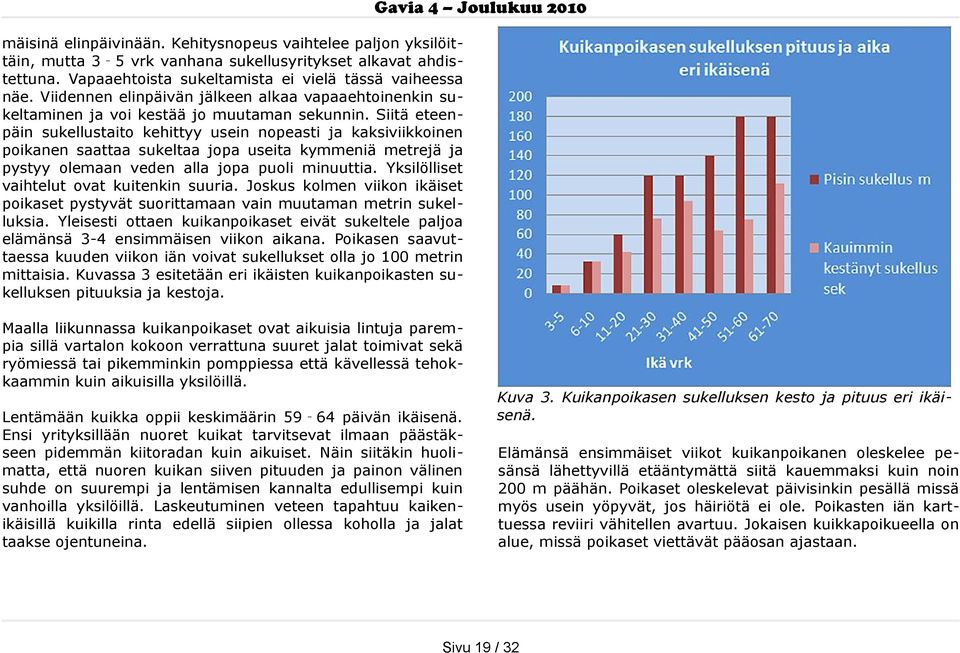 Siitä eteen päin sukellustaito kehittyy usein nopeasti ja kaksiviikkoinen poikanen saattaa sukeltaa jopa useita kymmeniä metrejä ja pystyy olemaan veden alla jopa puoli minuuttia.