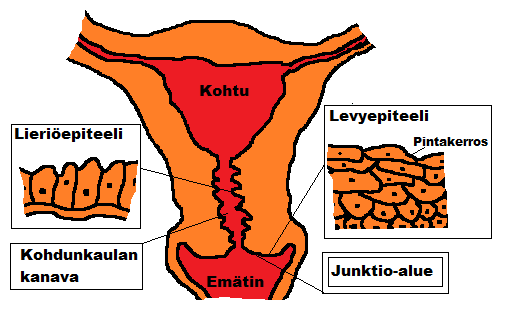 4 KOHDUNKAULAN SYÖPÄ, SEN RISKITEKIJÄT, OIREET JA TYYPITYS 14 Kohdunkaulan syöpä (Carcinoma Cervicis Uteri) on toiseksi yleisin naisten syöpä maailmassa.