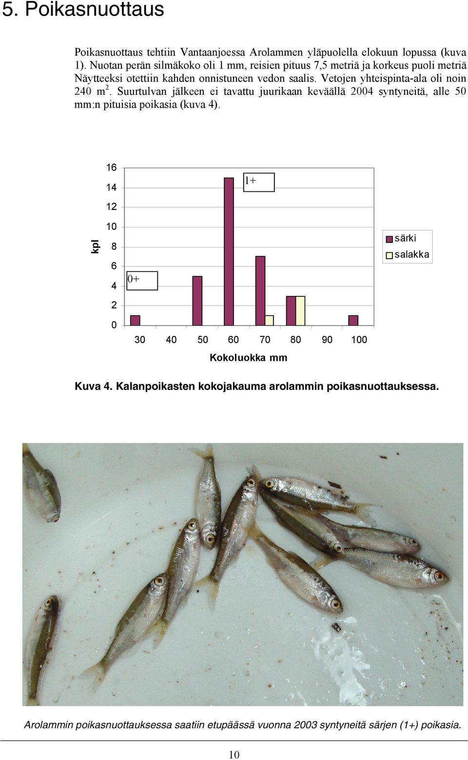 Vetojen yhteispinta-ala oli noin 240 m 2. Suurtulvan jälkeen ei tavattu juurikaan keväällä 2004 syntyneitä, alle 50 mm:n pituisia poikasia (kuva 4).