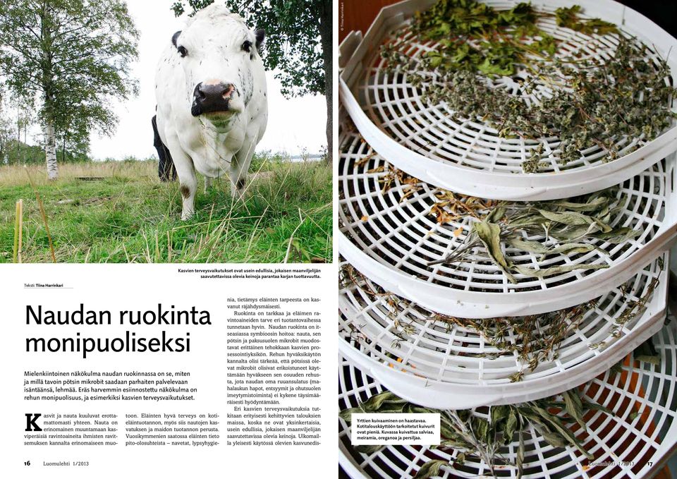 Eräs harvemmin esiinnostettu näkökulma on rehun monipuolisuus, ja esimerkiksi kasvien terveysvaikutukset. Kasvit ja nauta kuuluvat erottamattomasti yhteen.