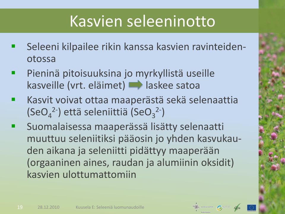 eläimet) laskee satoa Kasvit voivat ottaa maaperästä sekä selenaattia (SeO 2-4 ) että seleniittiä (SeO 2-3 ) Suomalaisessa