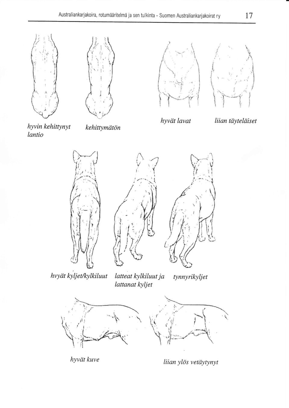 Australiankarjakoirat ry 17 hyvin