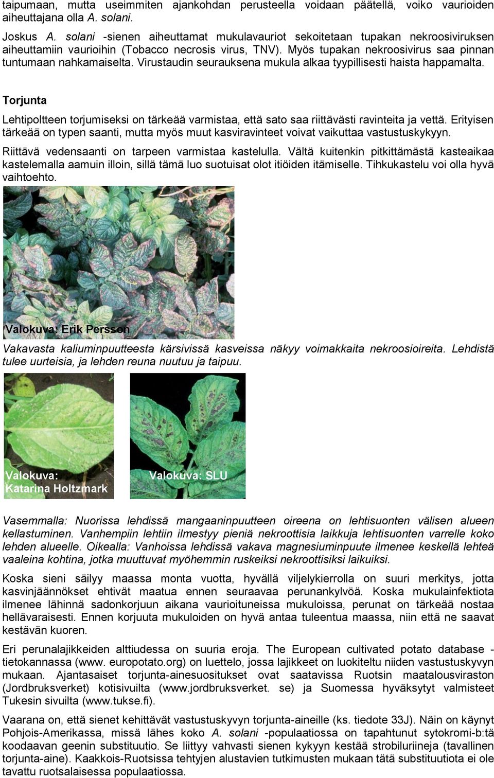 Virustaudin seurauksena mukula alkaa tyypillisesti haista happamalta. Torjunta Lehtipoltteen torjumiseksi on tärkeää varmistaa, että sato saa riittävästi ravinteita ja vettä.