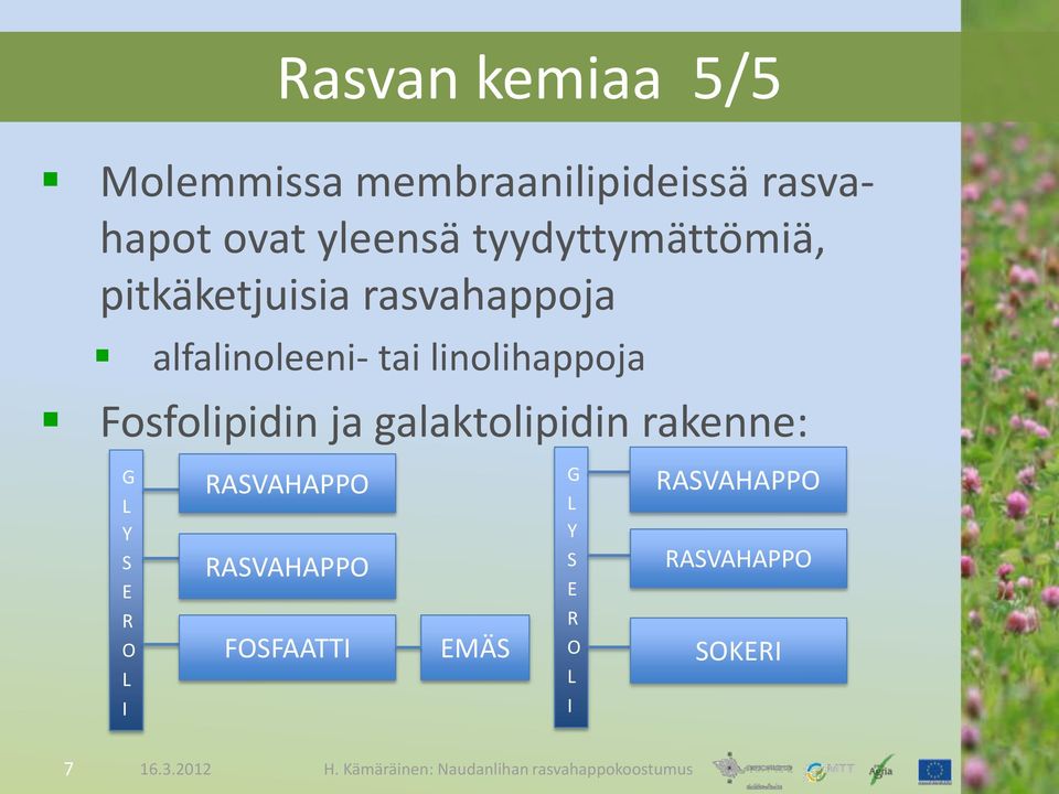 linolihappoja Fosfolipidin ja galaktolipidin rakenne: G L Y S E R O L I