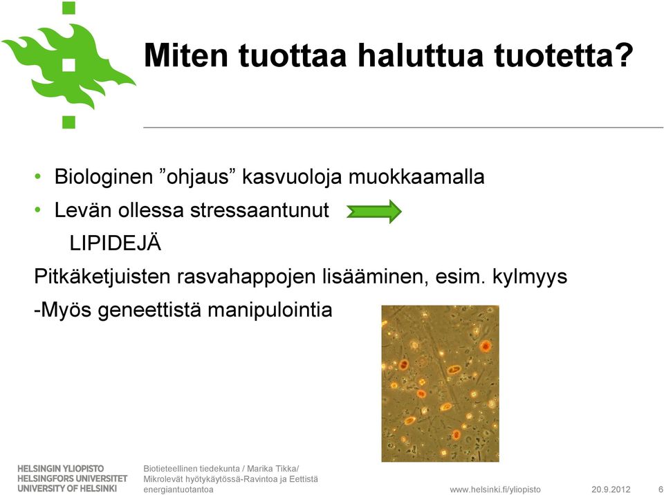 ollessa stressaantunut LIPIDEJÄ Pitkäketjuisten