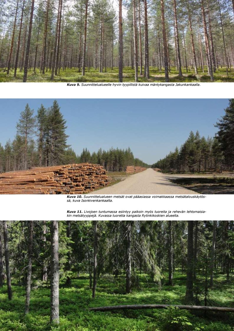 Suunnittelualueen metsät ovat pääasiassa voimakkaassa metsätalouskäytössä, kuva Isonkivenkankaalta.